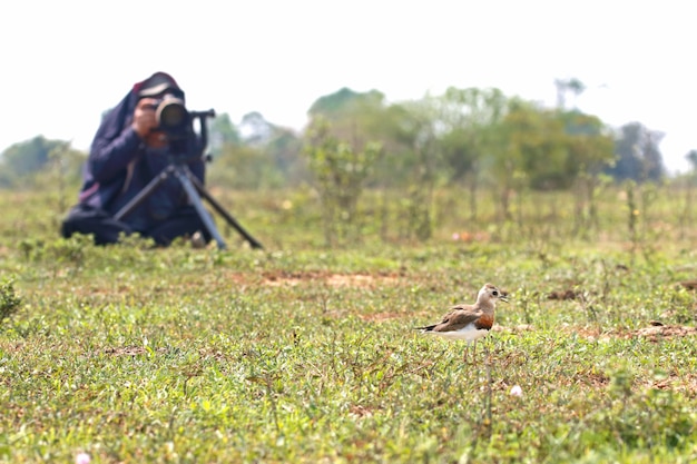 Homem fotógrafo tirando foto de pássaro no campo de grama