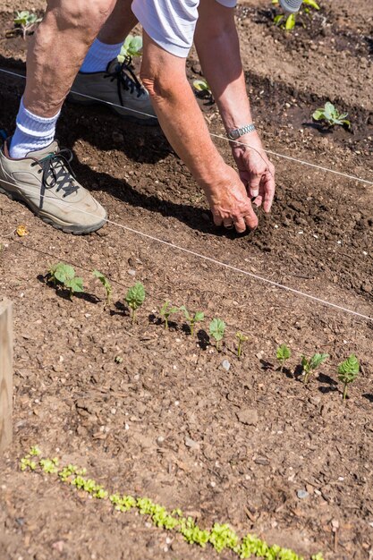 Homem idoso a plantar horta no início do verão.