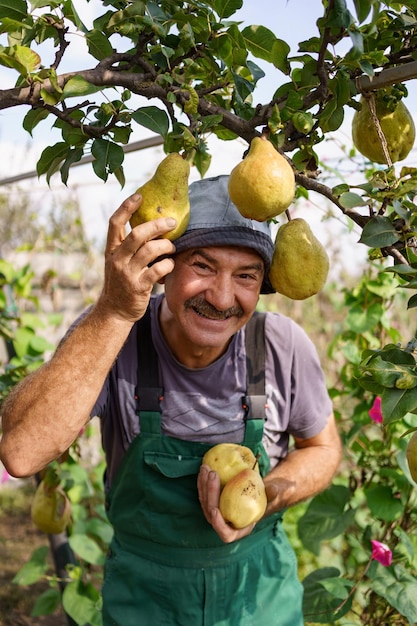 Homem idoso sorridente com bigode colhendo peras em seu jardim