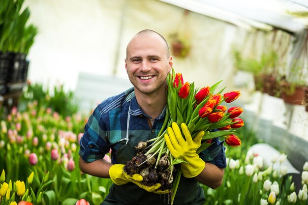 Homem jardineiro florista segurando um buquê de flores em pé em uma estufa onde as tulipas cultivam Jardineiro sorridente segurando tulipas com bulbosPrimavera muitas tulipas conceito de flores