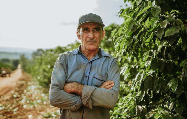 Homem latino colhendo grãos de café em um dia ensolarado O agricultor de café está colhendo bagas de café Brasil