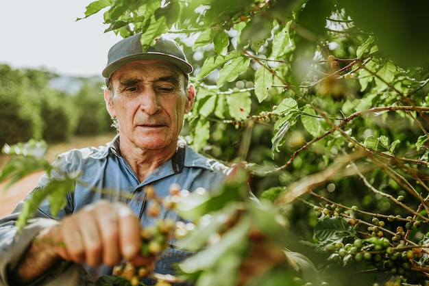 Homem latino colhendo grãos de café em um dia ensolarado o agricultor de café está colhendo bagas de café brasil