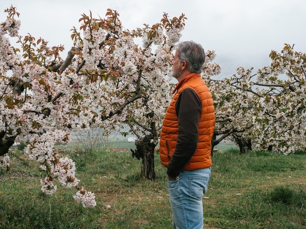 Homem maduro andando na paisagem de campos com cerejeiras na época de floração