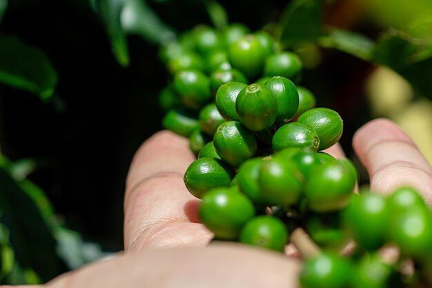 Homem mãos colheita feijão de café maduro bagas vermelhas plantação de sementes frescas crescimento da árvore de café em verde eco fazenda orgânica de perto mãos colheita de café vermelho maduro semente robusta arábica bagas colheita fazenda de café