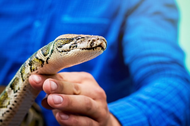 Homem mostra cobra domesticada