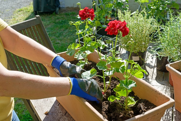 Homem mulher plantando gerânios para jardim de verão