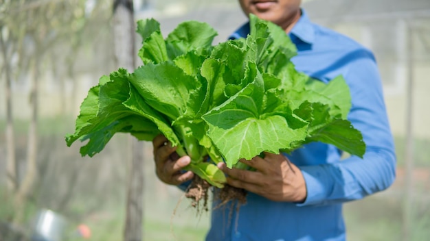 homem na fazenda Mostarda, folhas de mostarda, repolho vegetal, repolho de fazenda