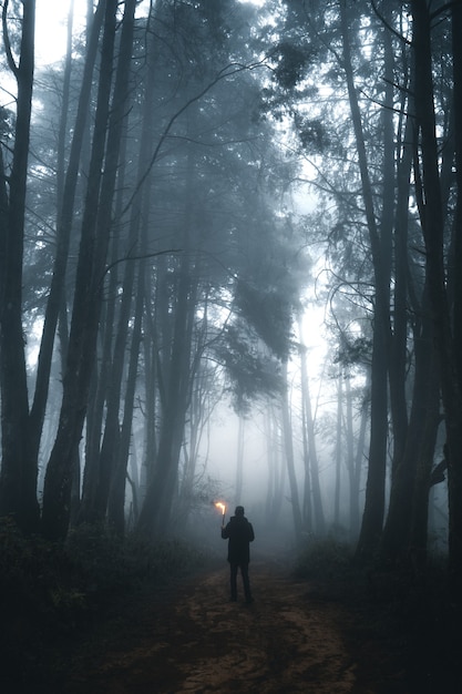 Homem na floresta escura, nevoeiro e floresta de pinheiros na floresta tropical de inverno, nevoeiro e pinheiros