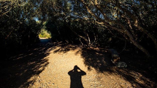 HOMEM NA VISTA DA FLORESTA