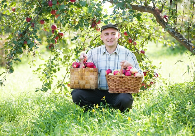 Homem no jardim com colheita de maçãs vermelhas