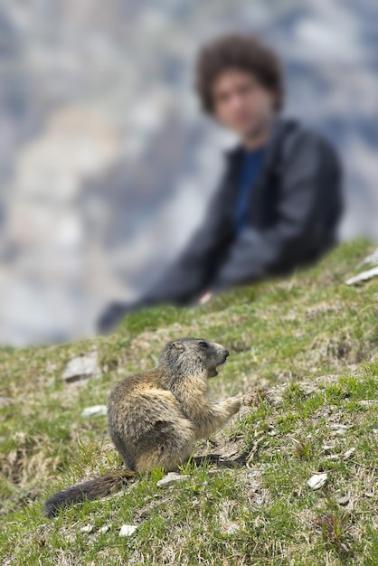 Homem observando marmota de porco terrestre