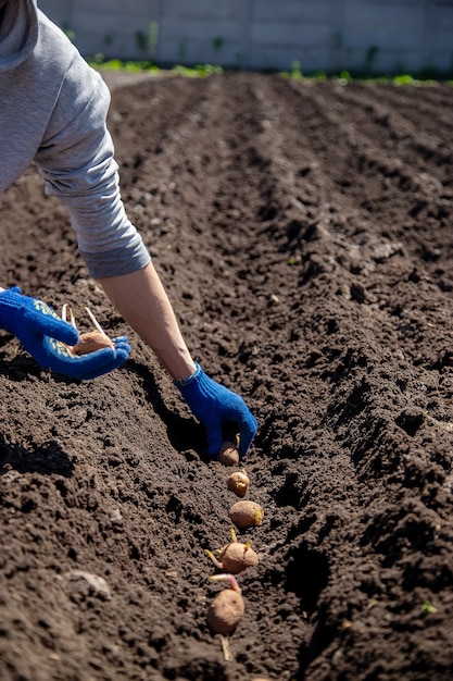 Homem plantando batatas no chão