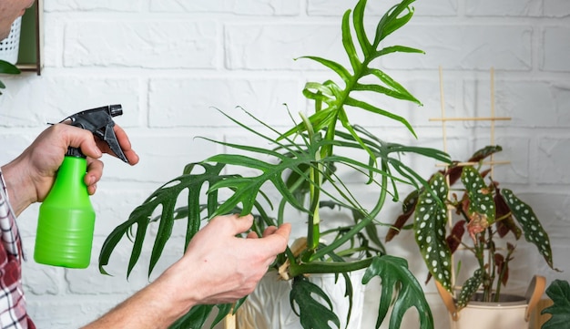 Homem pulveriza com uma pistola de pulverização plantas domésticas de sua coleção cultivadas com amor em prateleiras no interior da casa Cultivo de plantas domésticas estufa equilíbrio de água umidificação