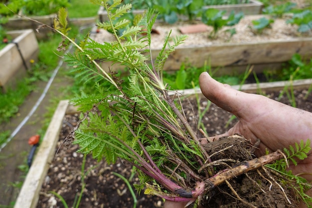 Foto homem que detém estacas de tansy para transplante em vaso reproduzindo tansy por estacas