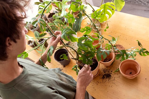 homem que detém mini monstera Rhaphidophora tetrasperma Cultivo e cuidado de plantas em vaso de interior