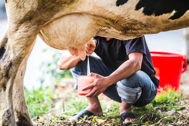 Homem que ordenha uma vaca