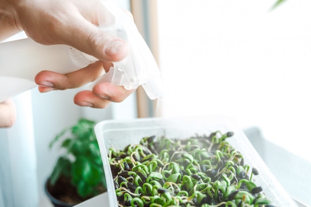 Homem que rega microgreens de um frasco de spray. conceito de jardinagem em casa, comida eco.