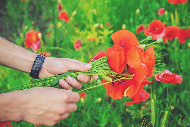 Homem recolhe um buquê de flores silvestres. Foco seletivo de papoulas.