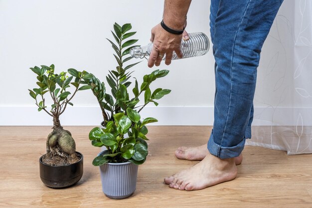 Homem regando plantas grosseiramente com uma garrafa de vidro e molhando tudo Zamioculca ginseng ficus