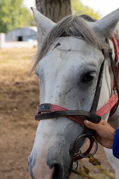 Foto homem segurando cabresto de cavalo branco de perto