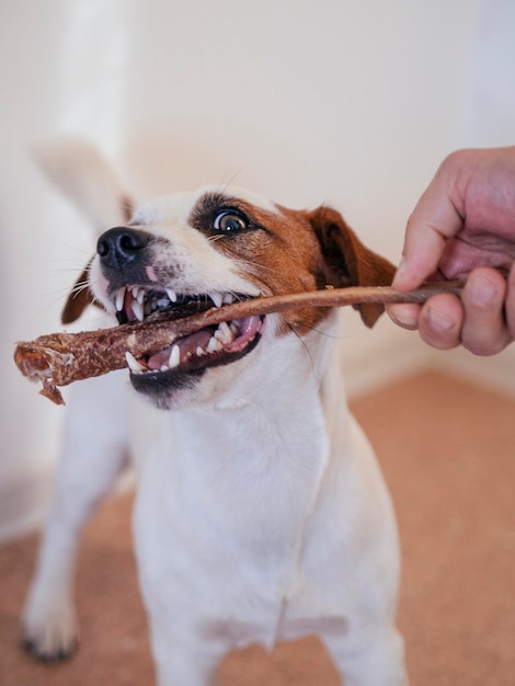 Foto homem segurando cão