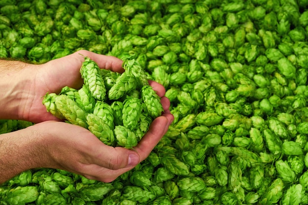 Foto homem segurando cones de lúpulo verde sobre fundo verde. ingredientes orgânicos para fazer cerveja