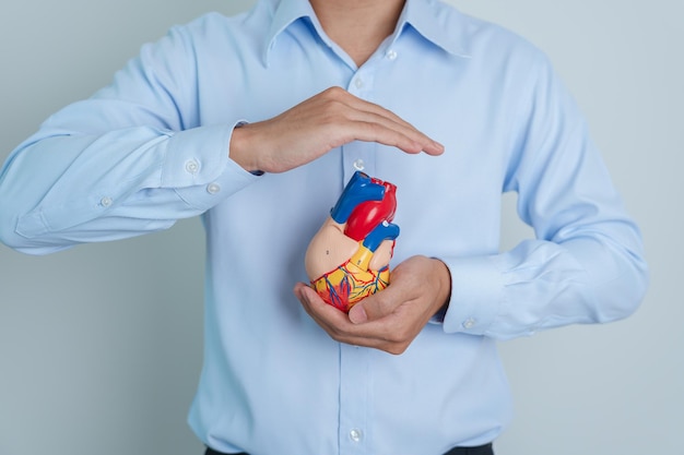 Homem segurando modelo de coração humano Doenças cardiovasculares Aterosclerose Coração hipertenso Valvular Coração Janela aortopulmonar mundo Dia do coração e conceito de saúde