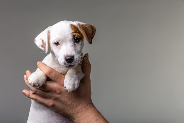 Homem segurando o cachorrinho fofo Jack Russel nas mãos.