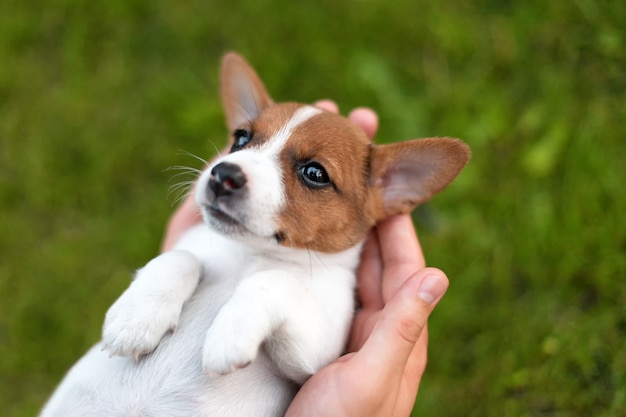 Homem segurando o cachorrinho fofo jack russel nas mãos.