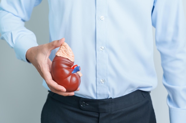 Homem segurando o rim humano anatômico Doença modelo da glândula adrenal do sistema urinário e pedras Câncer dia mundial do rim Rim crônico e conceito de dia do doador de órgãos