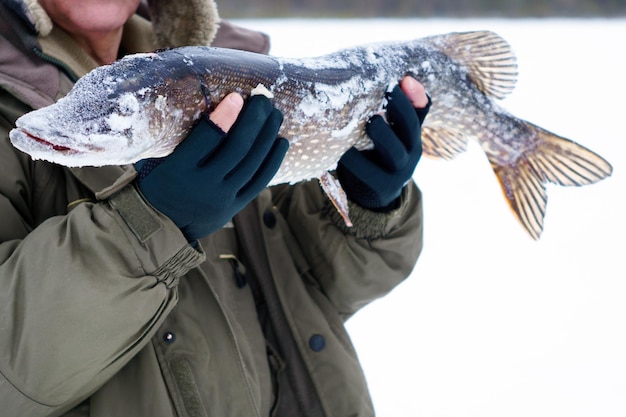 Homem segurando peixe pique de pesca de inverno