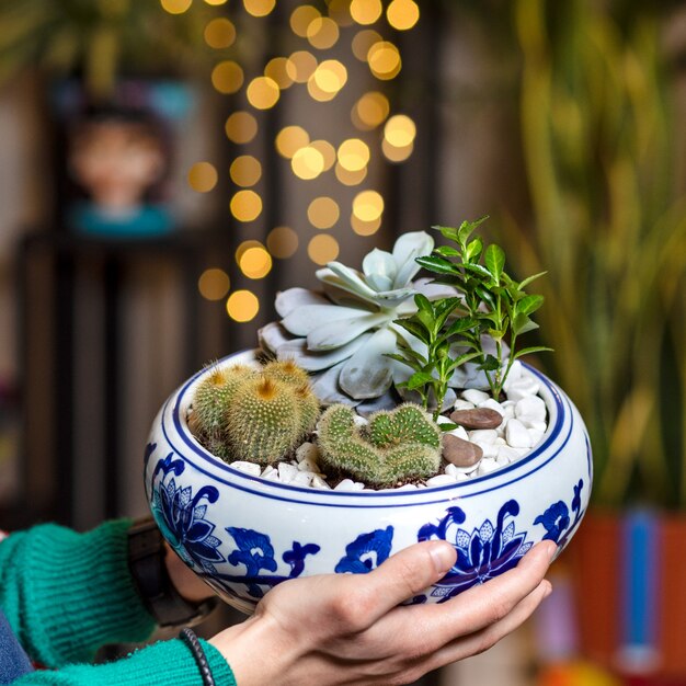 Homem segurando planta de terrário