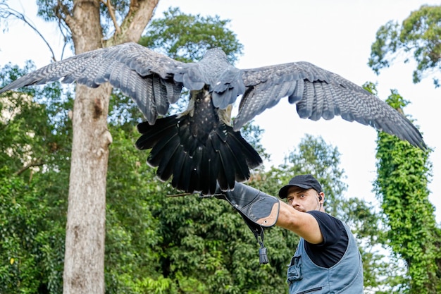 Homem segurando uma águia com o peito preto