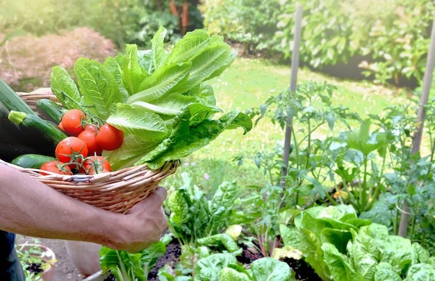 Homem segurando uma cesta cheia de vegetais sazonais recém-colhidos no jardim