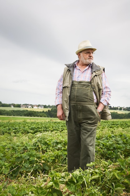 Homem sênior no campo de morango, retrato