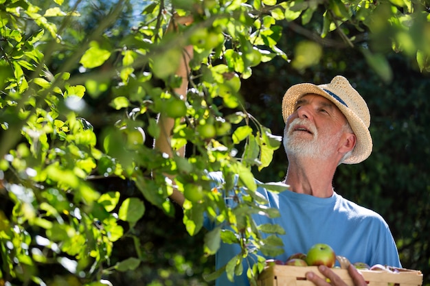 Foto homem sênior, verificando frutas no jardim