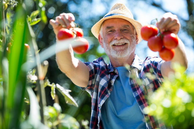 Homem sênior, verificar, segurando, tomate, em, a, jardim