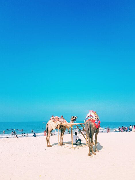 Foto homem sentado entre camelos na praia contra um céu azul claro