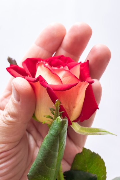 homem tem uma rosa na mão.