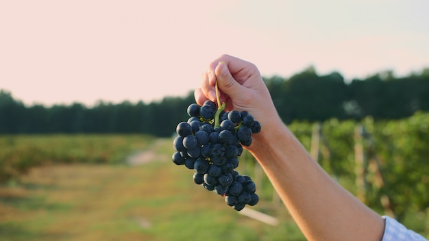 Homem testando o amadurecimento de uvas.