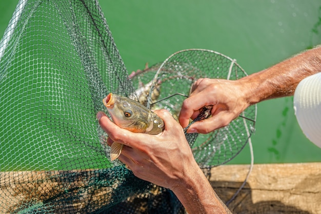 Foto homem tira uma carpa de espelho de uma gaiola de pesca. conceito de pesca esportiva.