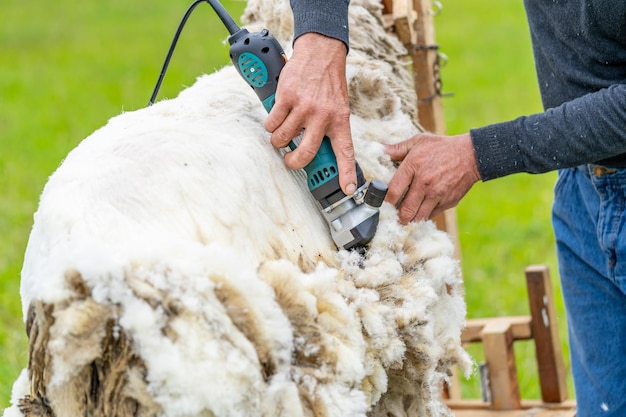 Homem tosquiando uma ovelha com instrumento Agricultor trabalhando com lã de ovelha