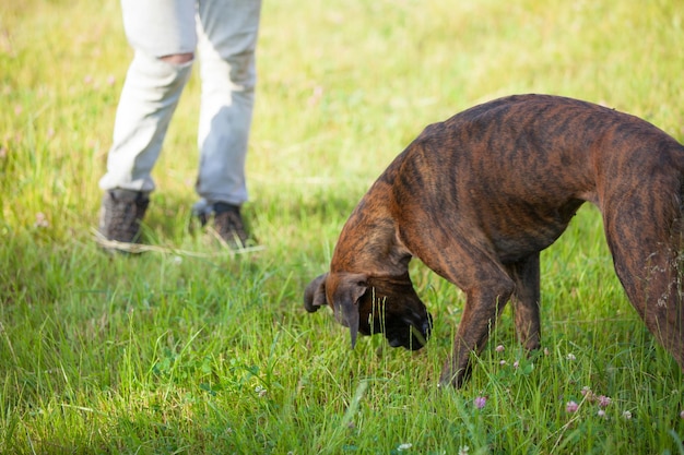 Homem treina closeup de cachorro do boxer