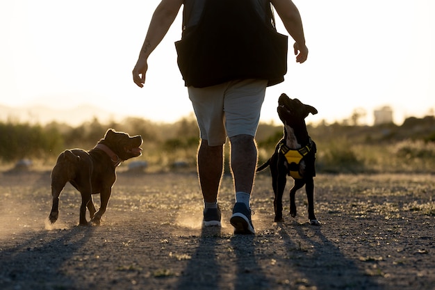 Foto homem treinando dois cães ao ar livre ao pôr do sol