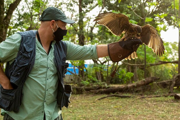 Homem treinando falcoaria com um falcão parabuteo unicinctus