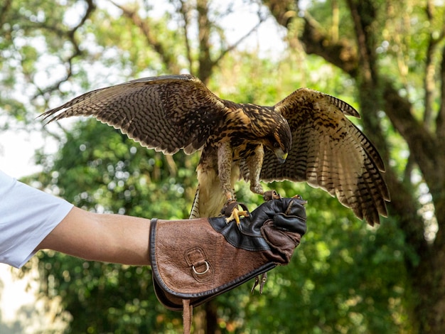 Homem treinando falcoaria com um falcão parabuteo unicinctus