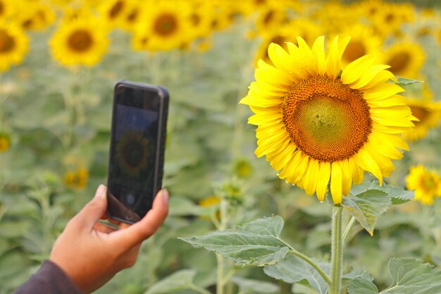 Homem, usando, telefone, levando, foto, beleza, campo girassol