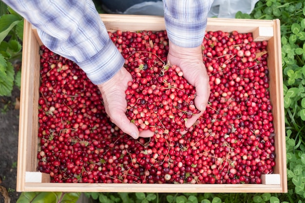 Homem verificando cranberries maduros vermelhos com agulhas de abeto