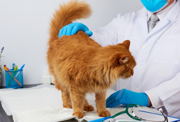 Homem veterinário em um jaleco branco e luvas azuis estéreis se senta em uma mesa e examina um gato vermelho macio adulto