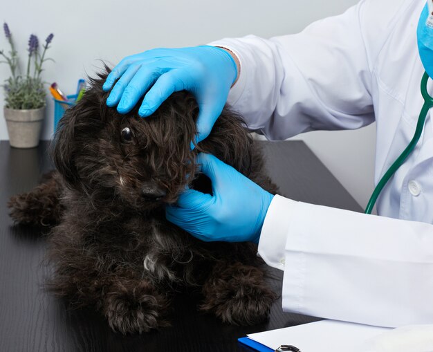 Homem veterinário em um jaleco branco e luvas azuis estéreis se senta em uma mesa e realiza um exame médico de um cão preto e fofo